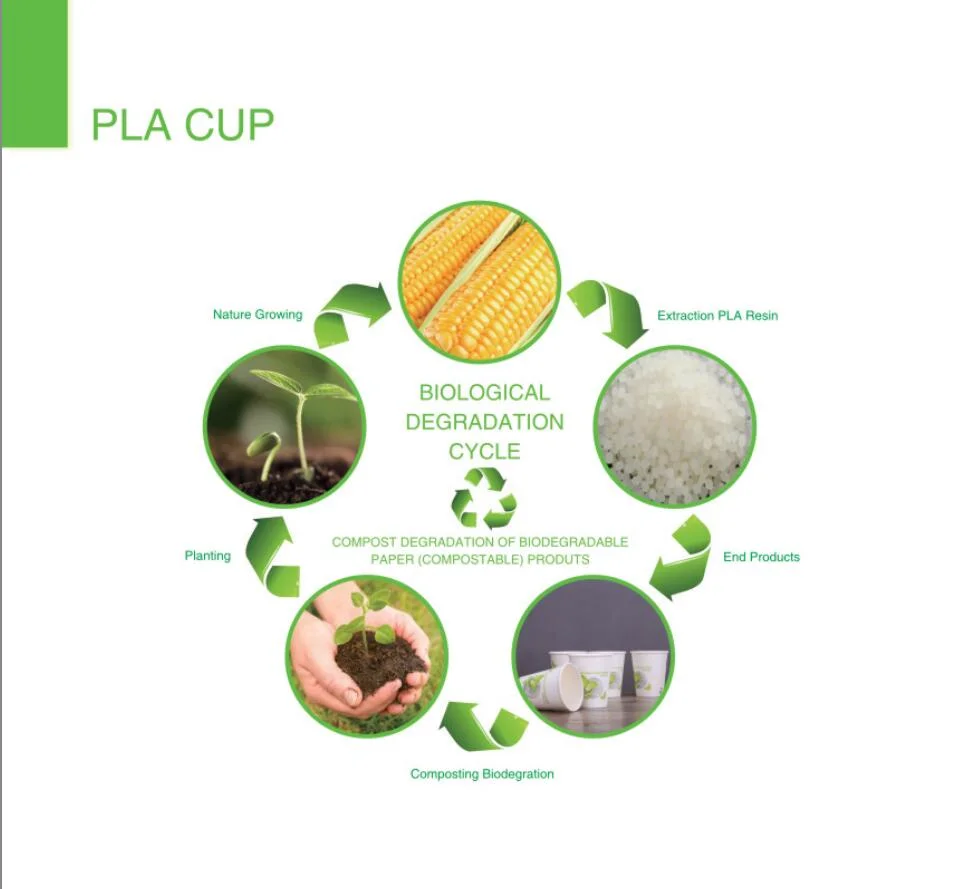 Biodegradable Bamboo Pulp Compostable Single Wall Double Wall Paper Cup